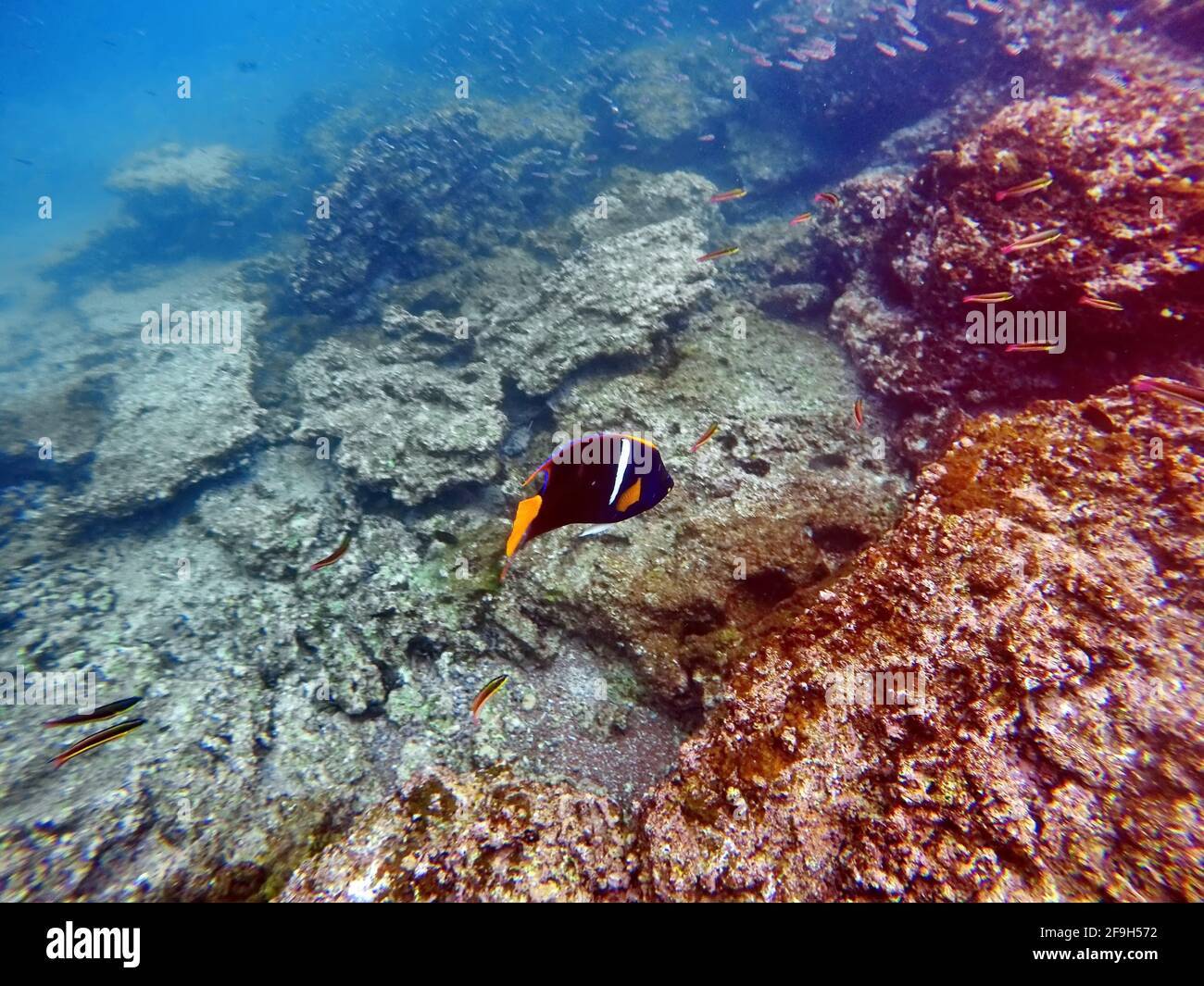Farbenfrohe Fische auf der Insel Rabida, Galapagos, Ecuador Stockfoto