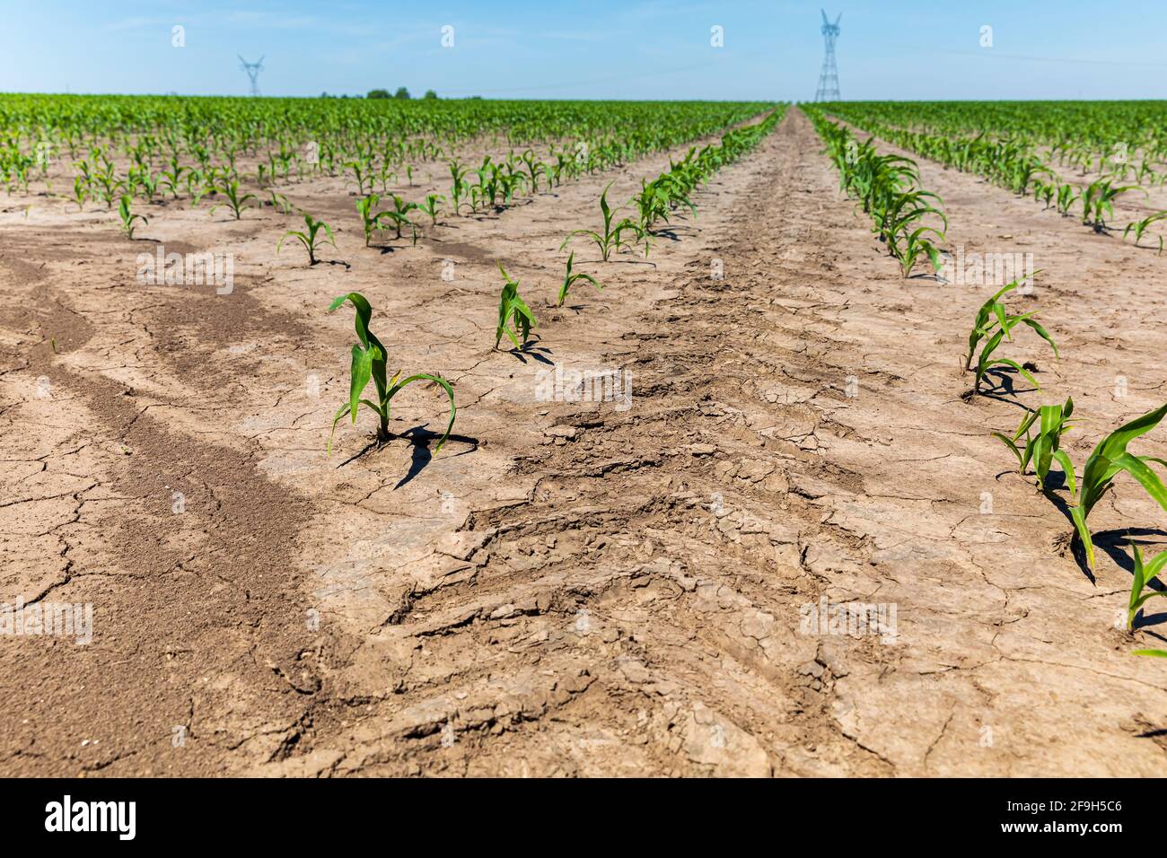 Profilmarkierung der Traktorreifen zwischen den Maisreihen auf dem Feld. Konzept der Bodenverdichtung, Landwirtschaft und Landwirtschaft Stockfoto