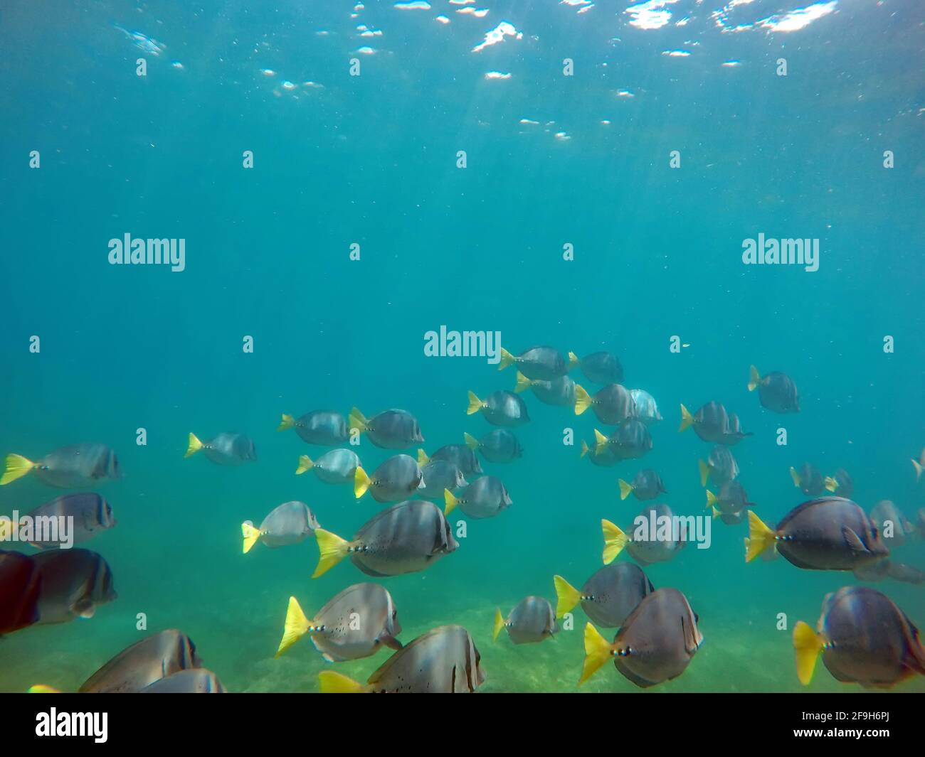 Schule für Chirurgenfische in Punta Espinoza, Fernandina Island, Galapagos, Ecuador Stockfoto