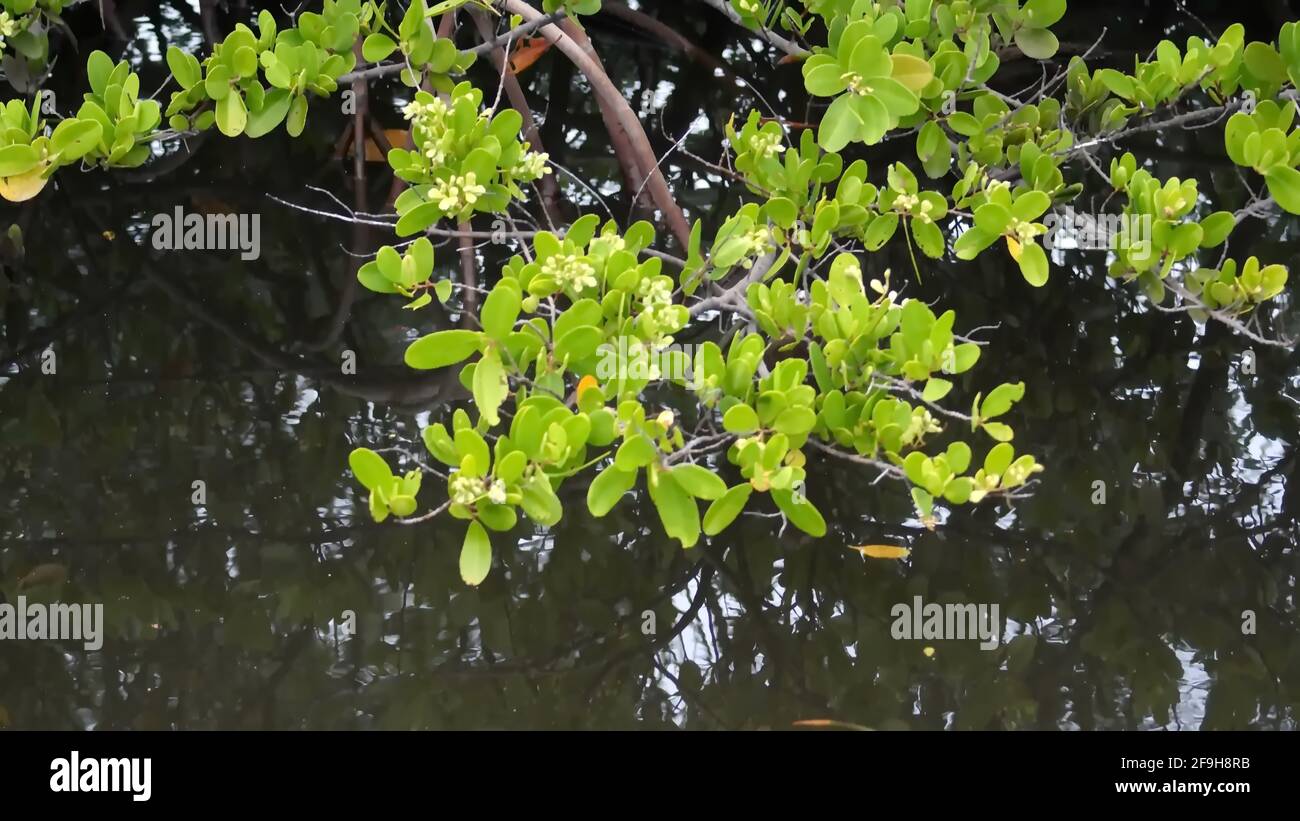 Zweig eines Mangrovenbaums am Wasser im Anne Kolb Nature Center in Fort Lauderdale, Florida, USA Stockfoto