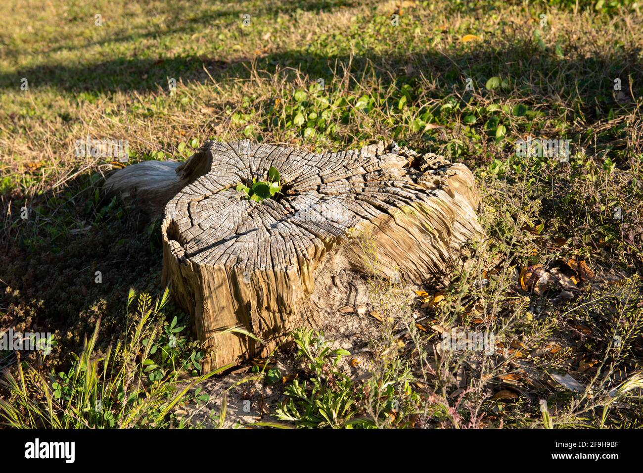 Stumpf auf dem grünen Rasen im Garten. Alten Baumstumpf im Sommerpark. Stockfoto