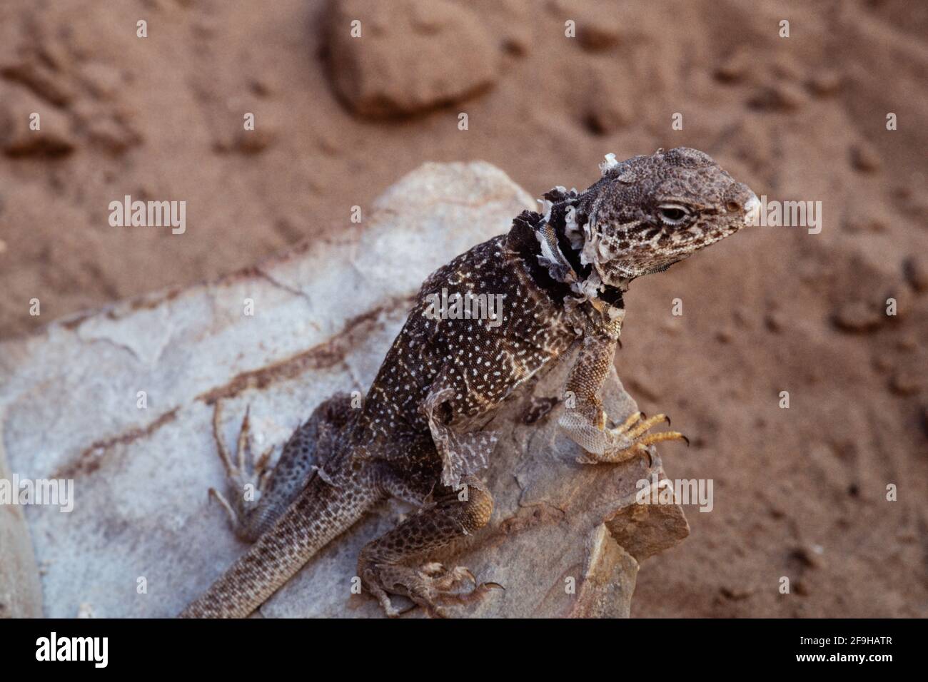 Eine große Beckenkollenechse, Crotaphytus bicinctores, die ihre Haut vergießen. Utah. Stockfoto Eine große Beckenkollenechse, Crotaphytus bicinctores, die ihre Haut vergießen. Utah. Stockfoto