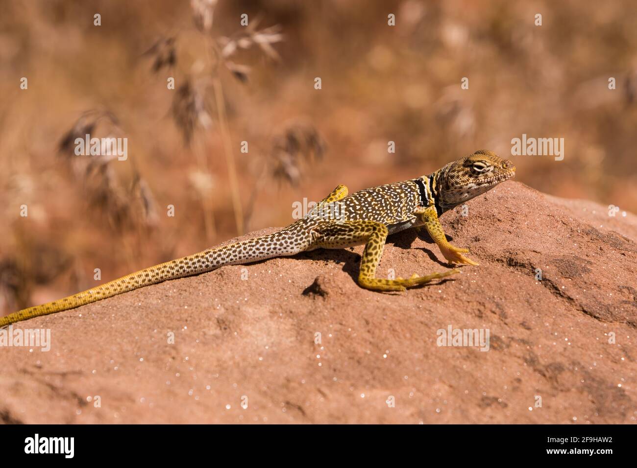 Ein männlicher Eidechse der Eastern Collared Lizard, Crotaphytus collaris, der sich in der Sonne sonnt, um seine Körpertemperatur zu erhöhen. Weil Eidechsen kaltblütig sind, reglementiern sie Stockfoto