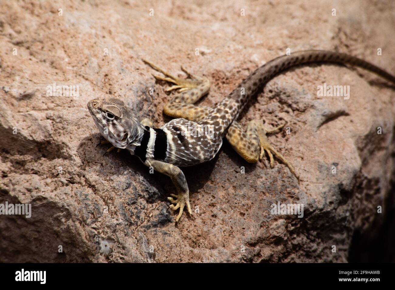 Eine weibliche Great Basin Collared Lizard, Crotaphytus bicinctores, in Utah. Stockfoto Eine weibliche Great Basin Collared Lizard, Crotaphytus bicinctores, in Utah. Stockfoto