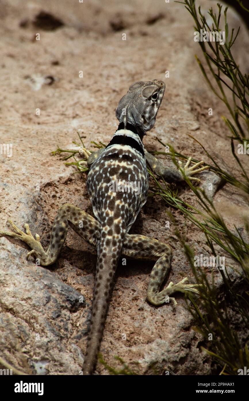 Eine weibliche Great Basin Collared Lizard, Crotaphytus bicinctores, in Utah. Stockfoto Eine weibliche Great Basin Collared Lizard, Crotaphytus bicinctores, in Utah. Stockfoto