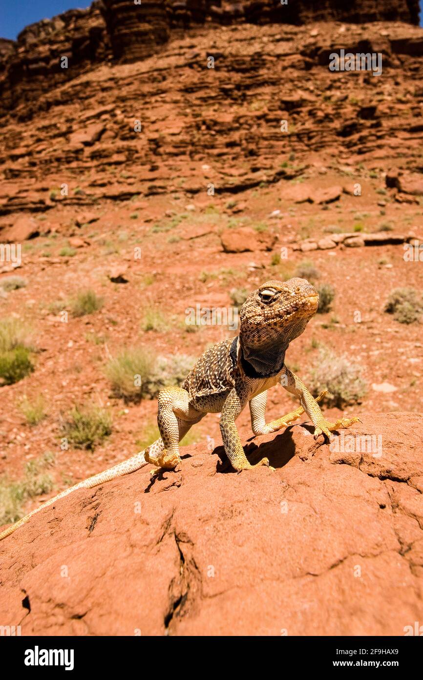 Ein männlicher Eidechse der Eastern Collared Lizard, Crotaphytus collaris, der sich in der Sonne sonnt, um seine Körpertemperatur zu erhöhen. Weil Eidechsen kaltblütig sind, reglementiern sie Stockfoto