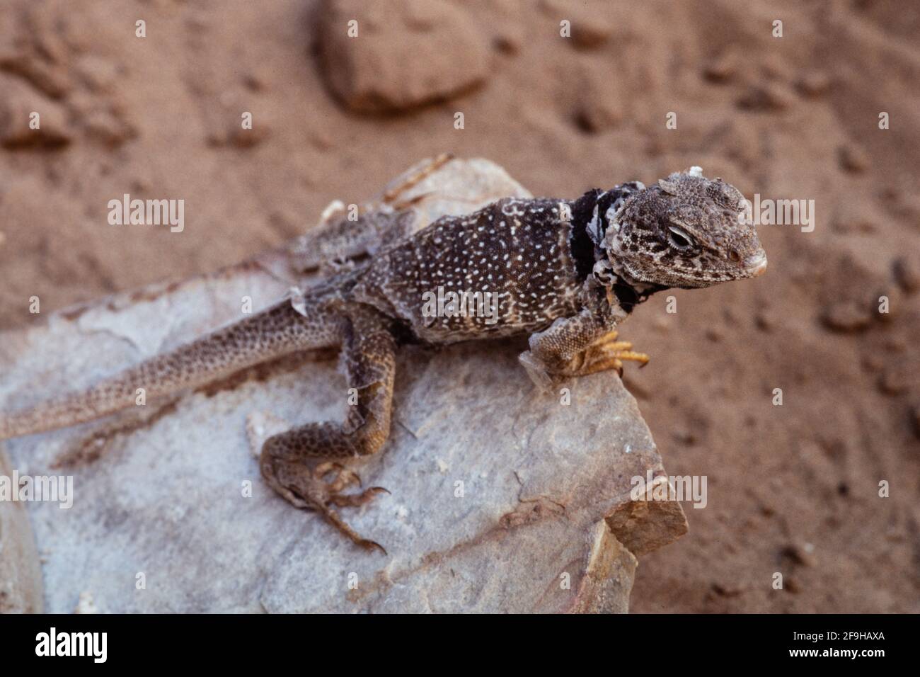 Eine große Beckenkollenechse, Crotaphytus bicinctores, die ihre Haut vergießen. Utah. Stockfoto Eine große Beckenkollenechse, Crotaphytus bicinctores, die ihre Haut vergießen. Utah. Stockfoto