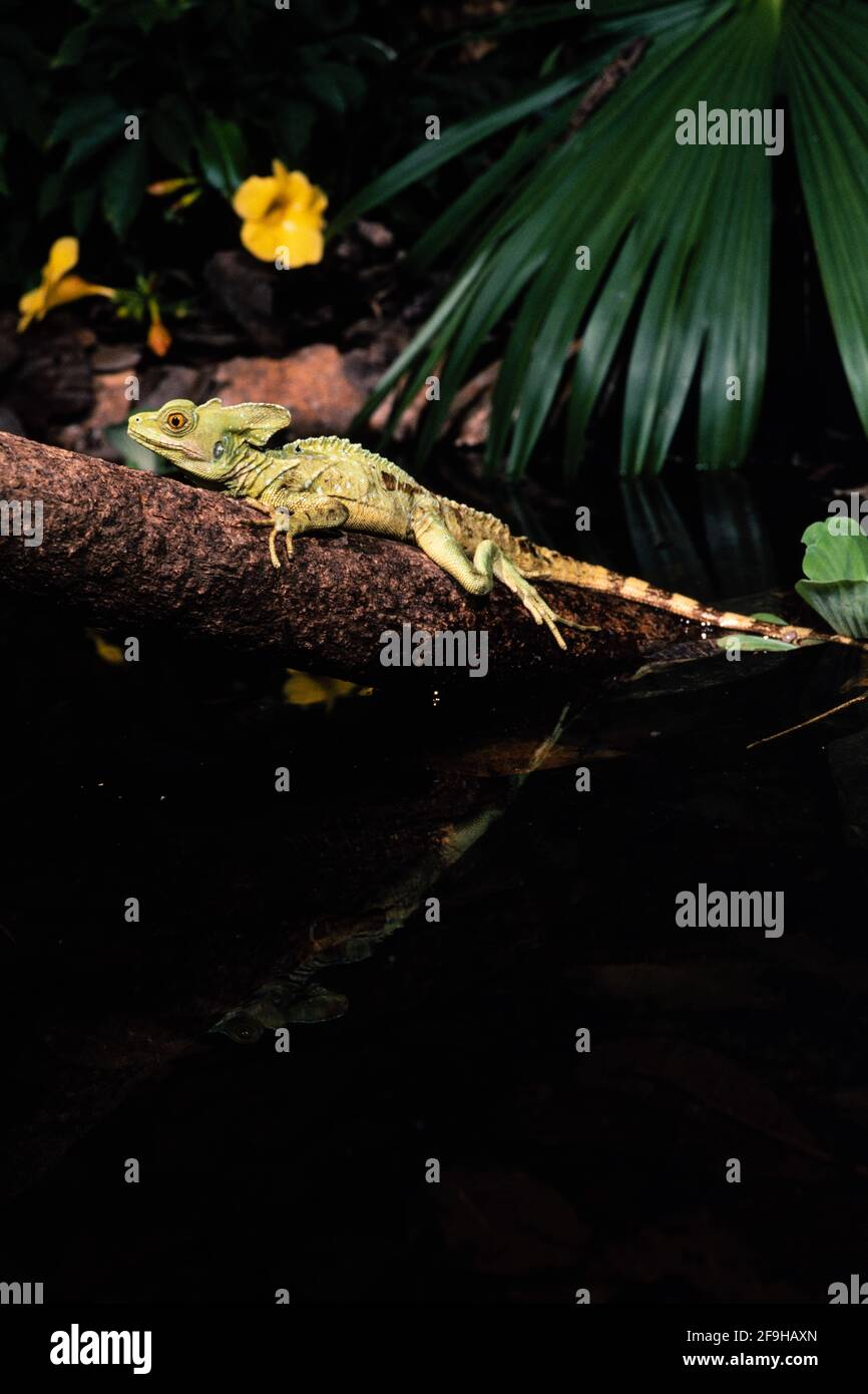 Ein junger männlicher Grüner Basilisk, Basiliscus plemifrons, der auf einem Baumstamm an einem kleinen Pool in Panama thront. Stockfoto