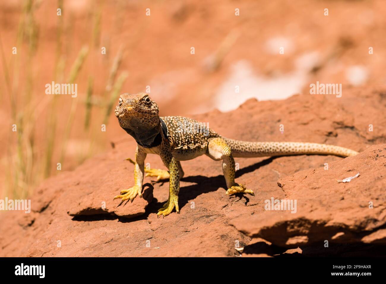 Ein männlicher Eidechse der Eastern Collared Lizard, Crotaphytus collaris, der sich in der Sonne sonnt, um seine Körpertemperatur zu erhöhen. Weil Eidechsen kaltblütig sind, reglementiern sie Stockfoto