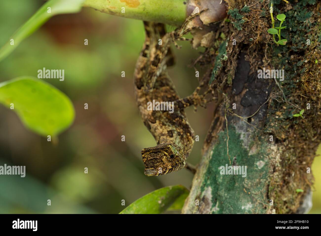 Ein Großkopf-Anole, Anolis capito, an einem Baumzweig im Regenwald Costa Ricas. Stockfoto