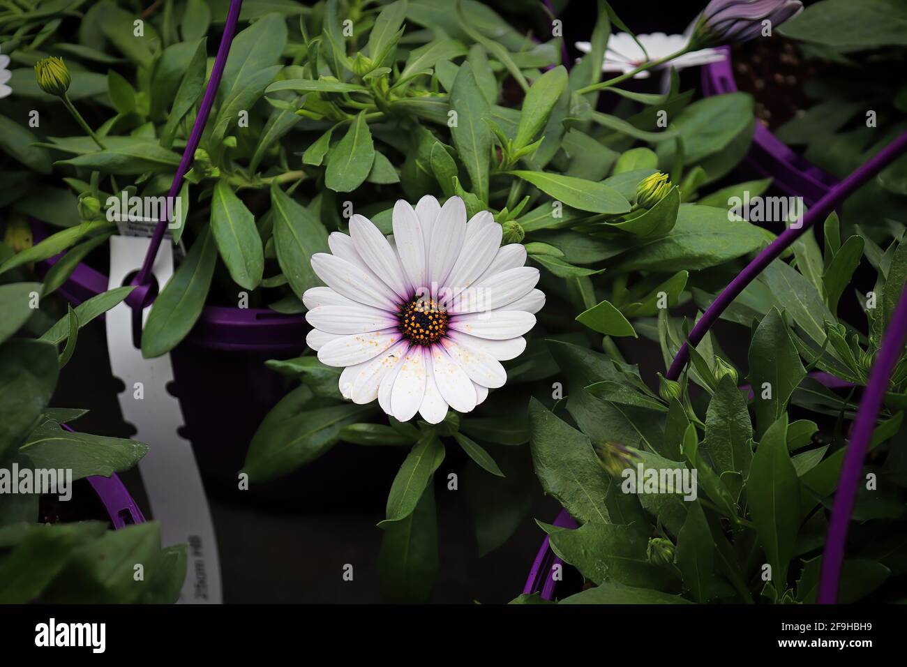 Eine einzelne weiße und violette afrikanische Gänseblümchen, die in einem Topf blüht. Stockfoto