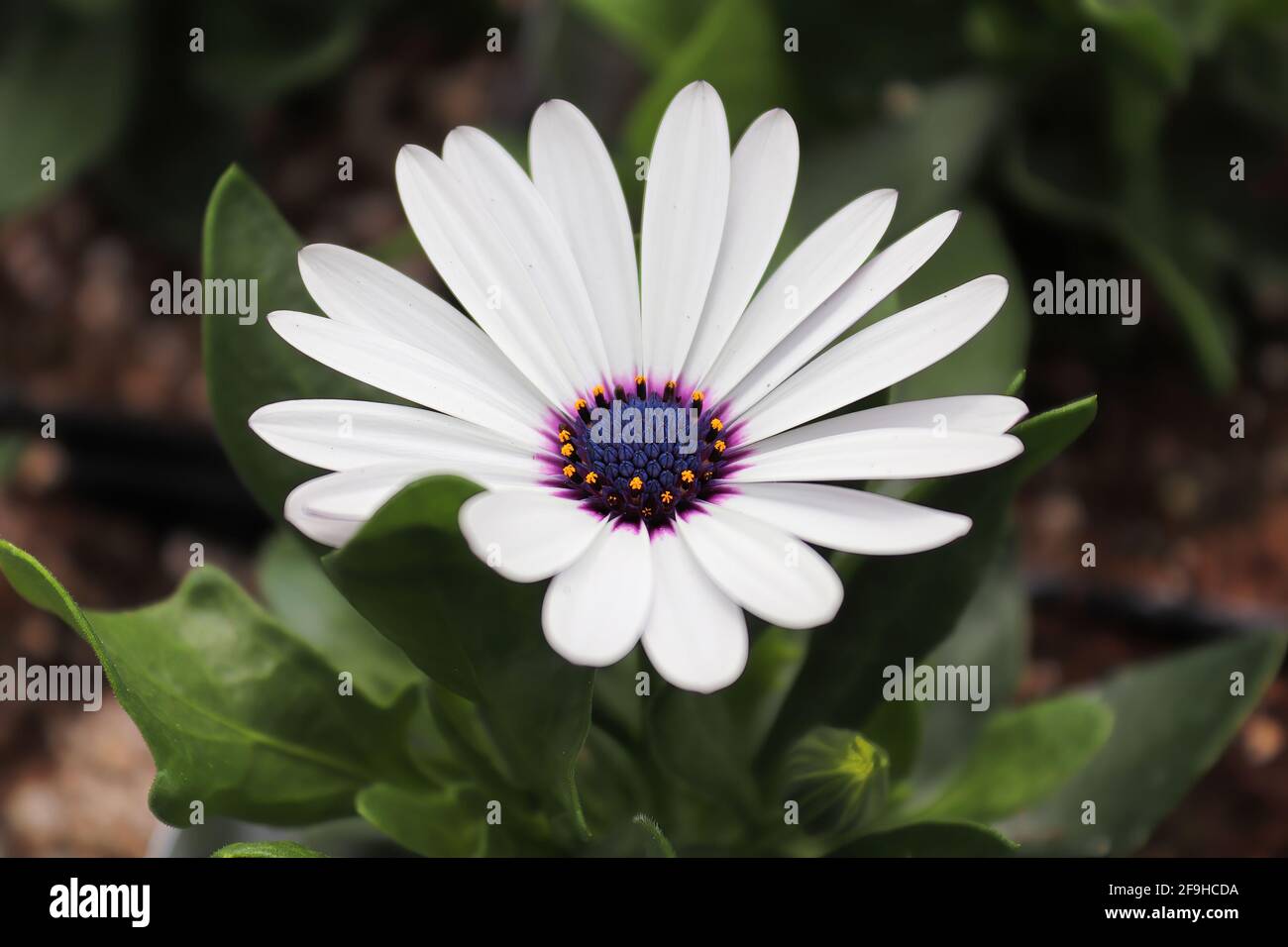 Hintergrund einer violetten und weißen afrikanischen Gänseblümchen Stockfoto