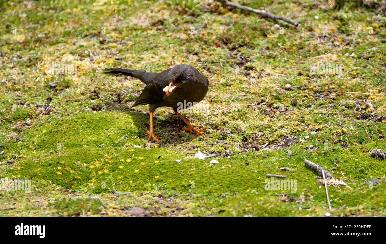 Große Drossel (Turdus fuscater), die ein Stück Brot im Antisana Ecological Reserve, außerhalb von Quito, Ecuador, isst Stockfoto