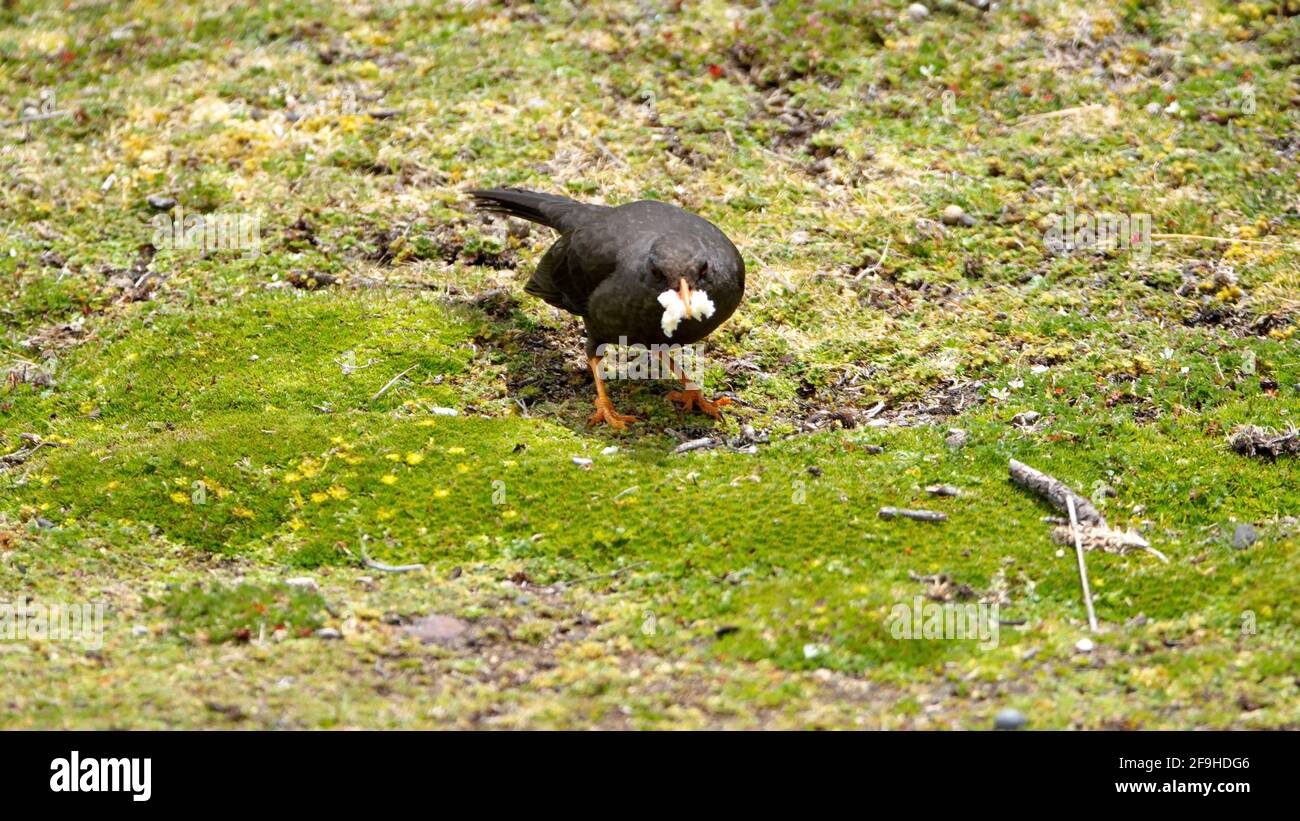 Große Drossel (Turdus fuscater), die ein Stück Brot im Antisana Ecological Reserve, außerhalb von Quito, Ecuador, isst Stockfoto