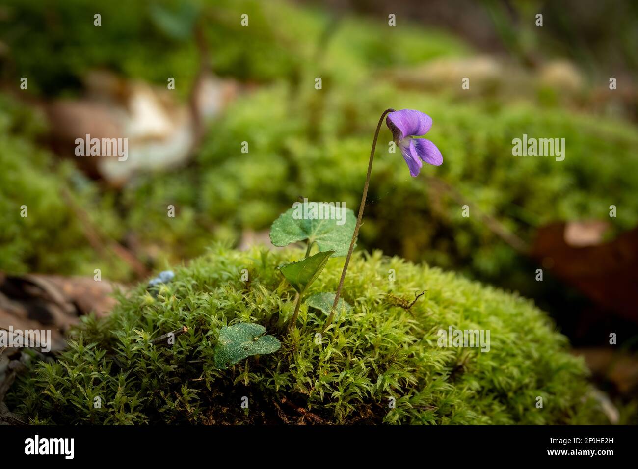 Gemeines Blauviolett (Viola sororia) auf einem Mooshügel. Raleigh, North Carolina. Stockfoto