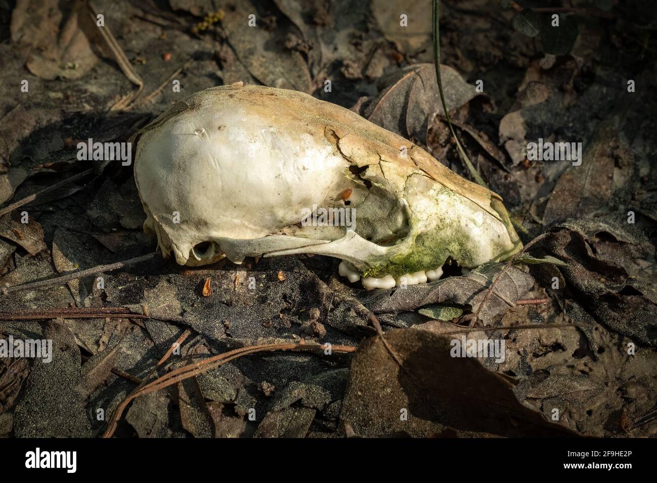 Schädel eines Gemeinen Waschbär (Procyon lotor) auf dem Waldboden gefunden. Raleigh, North Carolina. Stockfoto