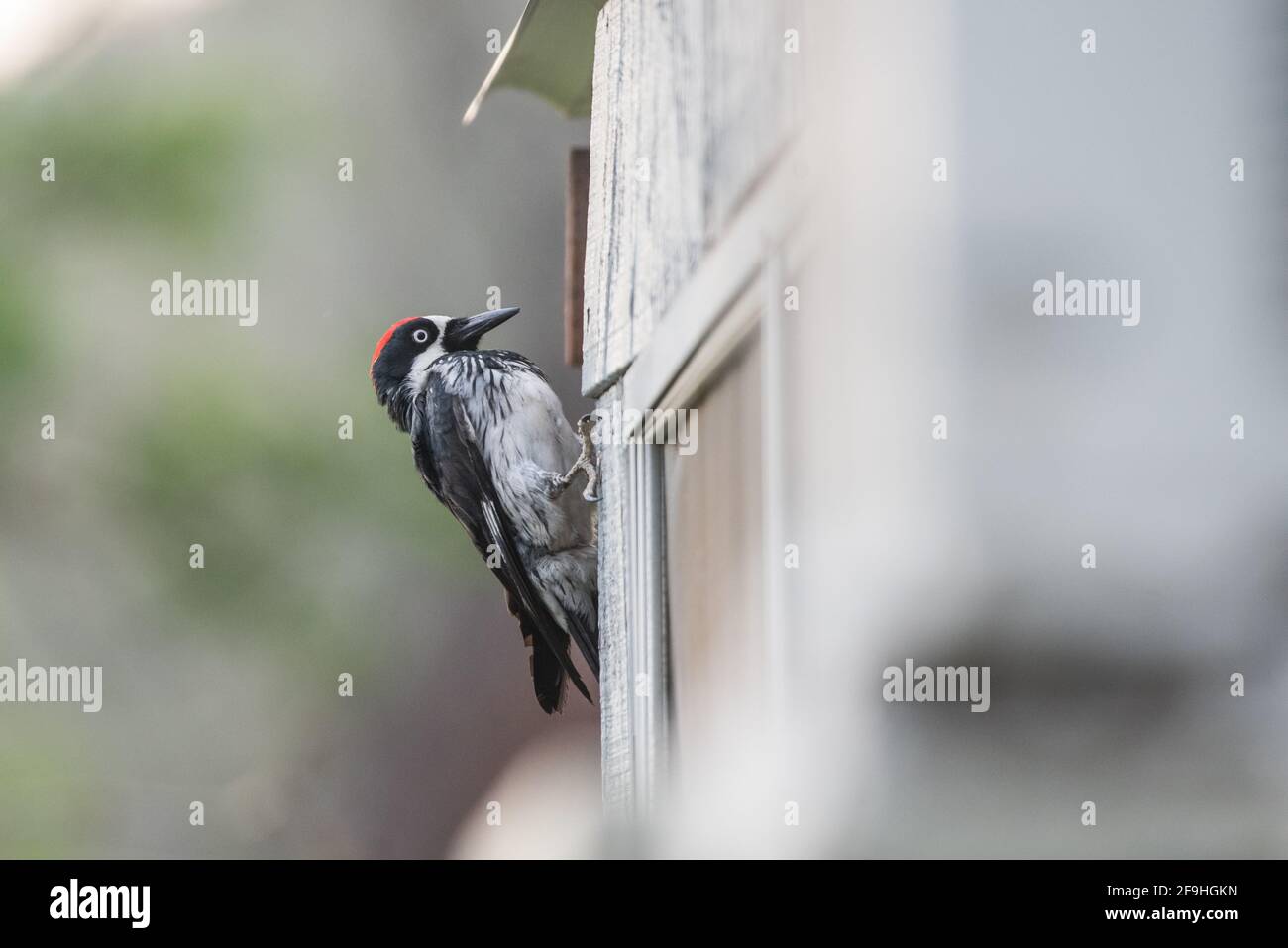 Ein Eichelspecht (Melanerpes formicivorus), der an der Seite eines Holzgebäudes in der Nähe von Fresno, Kalifornien, steht. Stockfoto