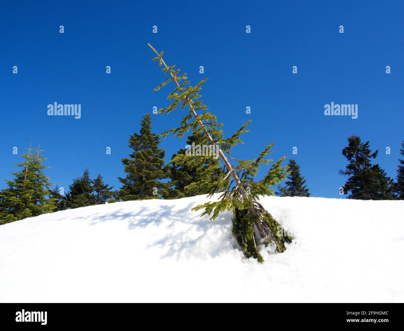 Ein Blick auf den Schneeberg von der Shinhotaka-Seilbahn im Bergpark der Gifu-Präfektur am Frühlingstag mit grünen Kiefernwäldern. In der Nähe von Takayama City, Japan in Stockfoto