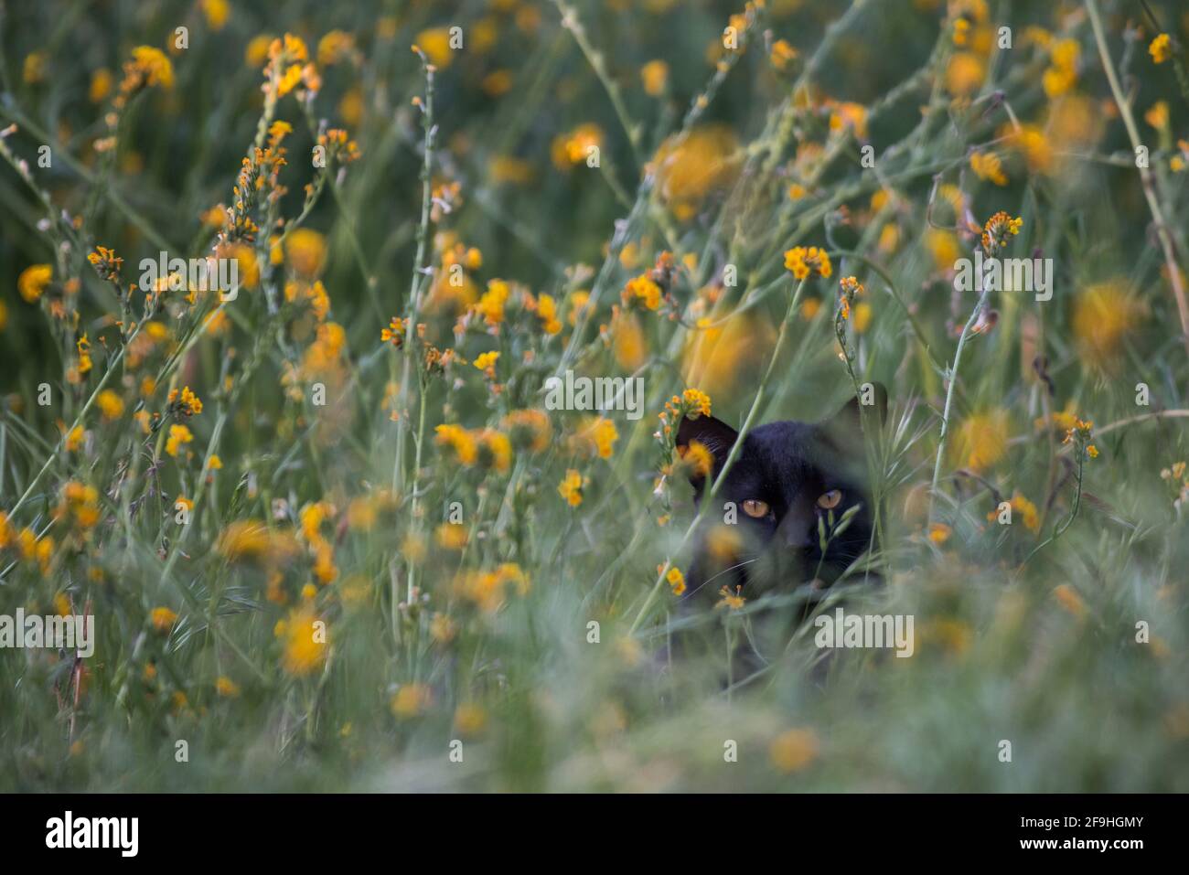 Eine wilde schwarze Katze, die sich in Kalifornien in Wildblumen versteckt. Outdoor-Katzen sind eine der Hauptursachen für den Rückgang der Vögel weltweit. Stockfoto