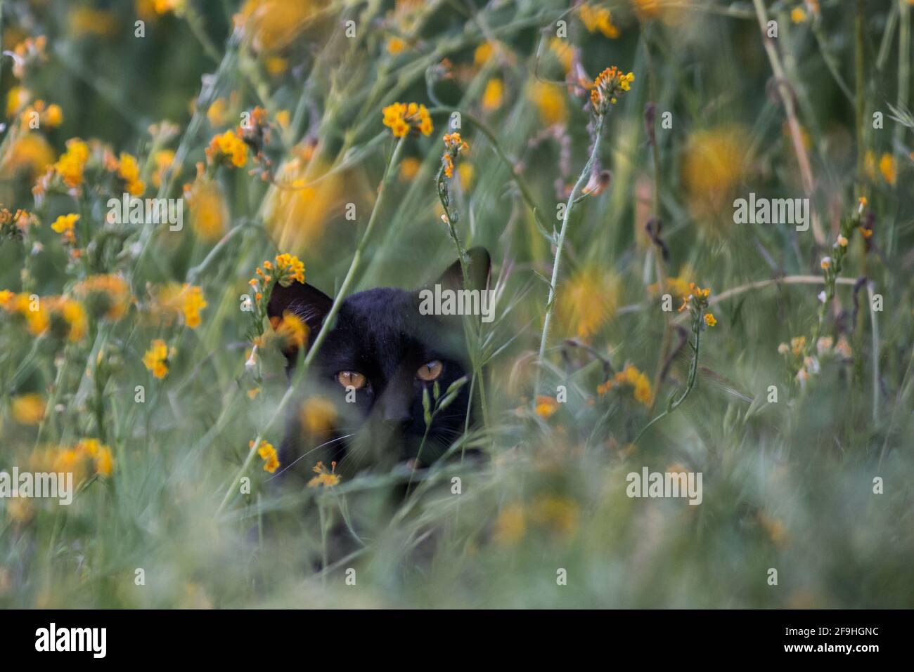 Eine wilde schwarze Katze, die sich in Kalifornien in Wildblumen versteckt. Outdoor-Katzen sind eine der Hauptursachen für den Rückgang der Vögel weltweit. Stockfoto