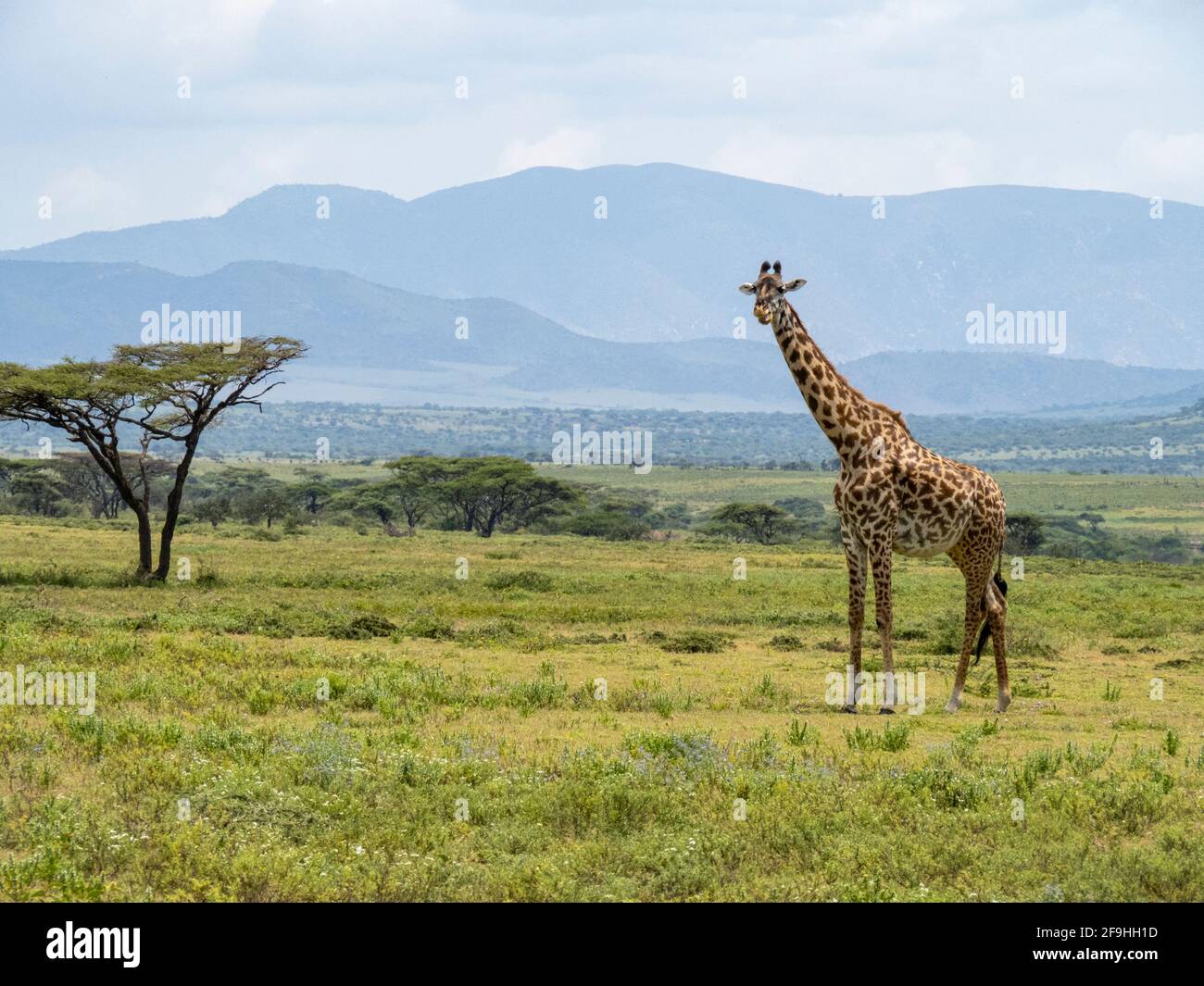 Serengeti-Nationalpark, Tansania, Afrika - 1. März 2020: Giraffen, die durch die Savanne wandern Stockfoto