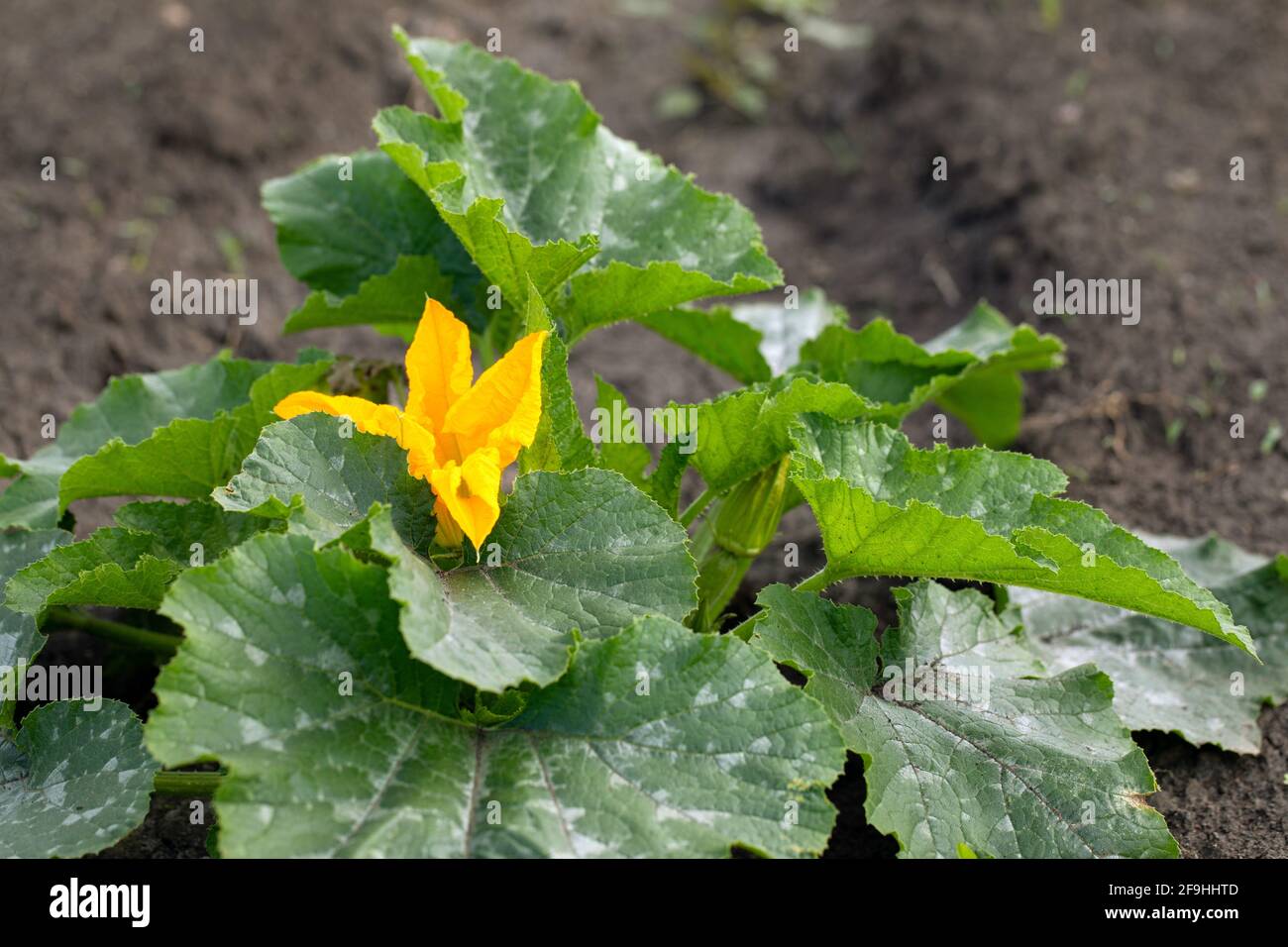 Zucchini krankheit -Fotos und -Bildmaterial in hoher Auflösung – Alamy