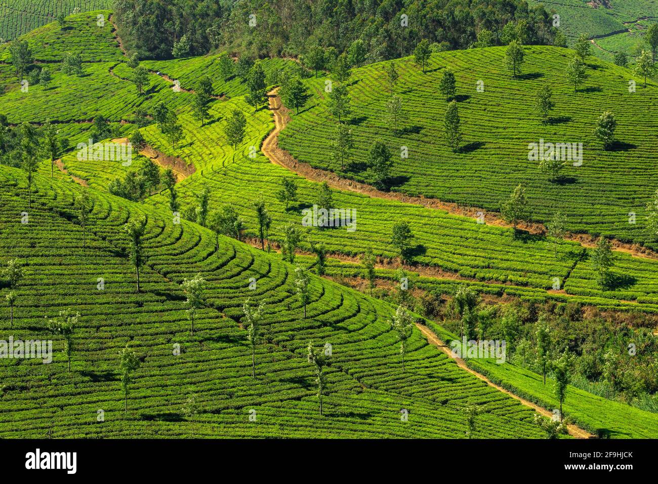 Schöne Landschaft mit frischen grünen Teeplantagen in Munnar, Kerala, Indien Stockfoto