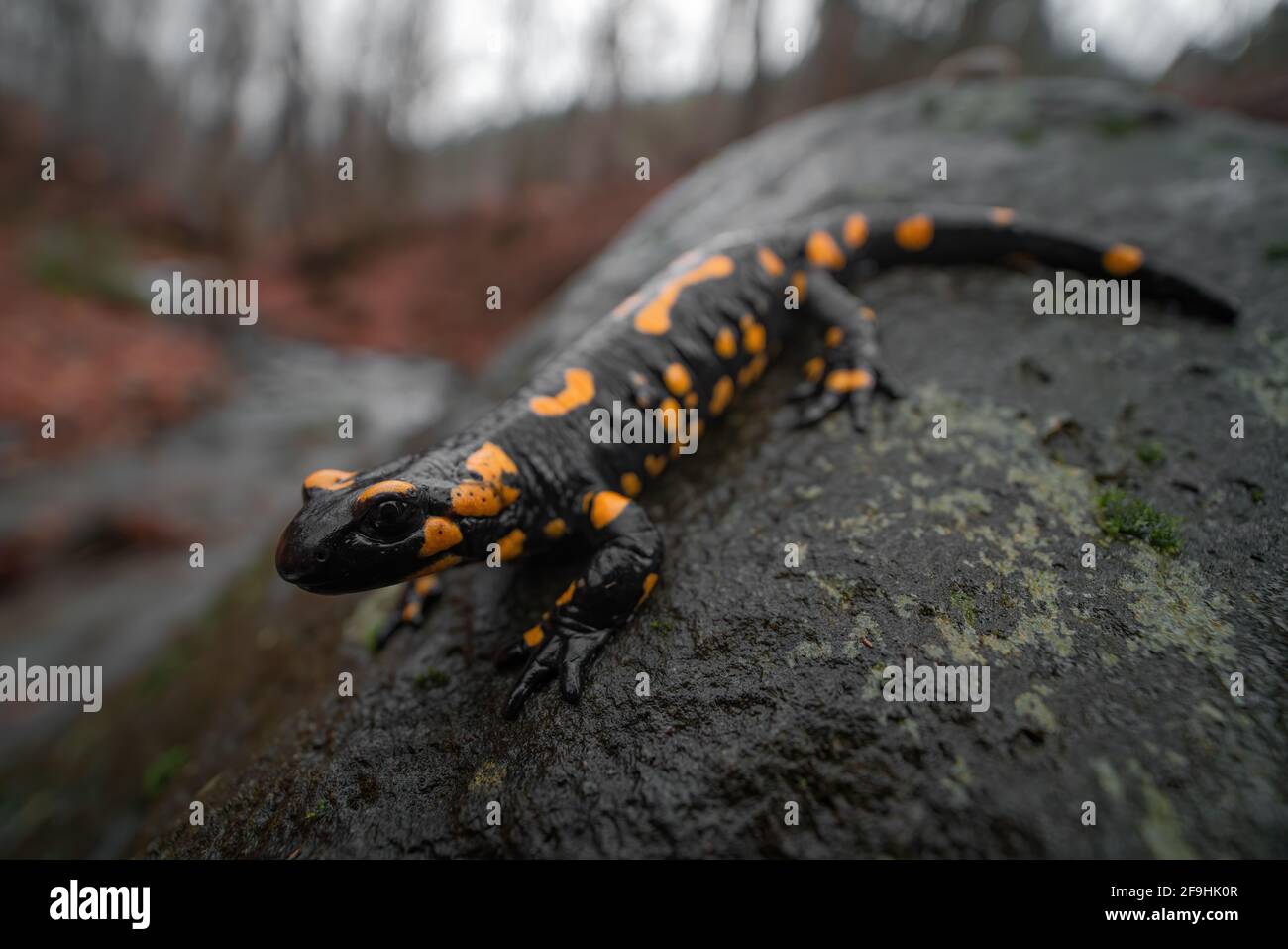 Nahaufnahme des Feuersalamanders (Salamandra salamandra), der auf nassem grauen Stein sitzt. Herbstwald im Hintergrund. Geringe Tiefe von Stockfoto
