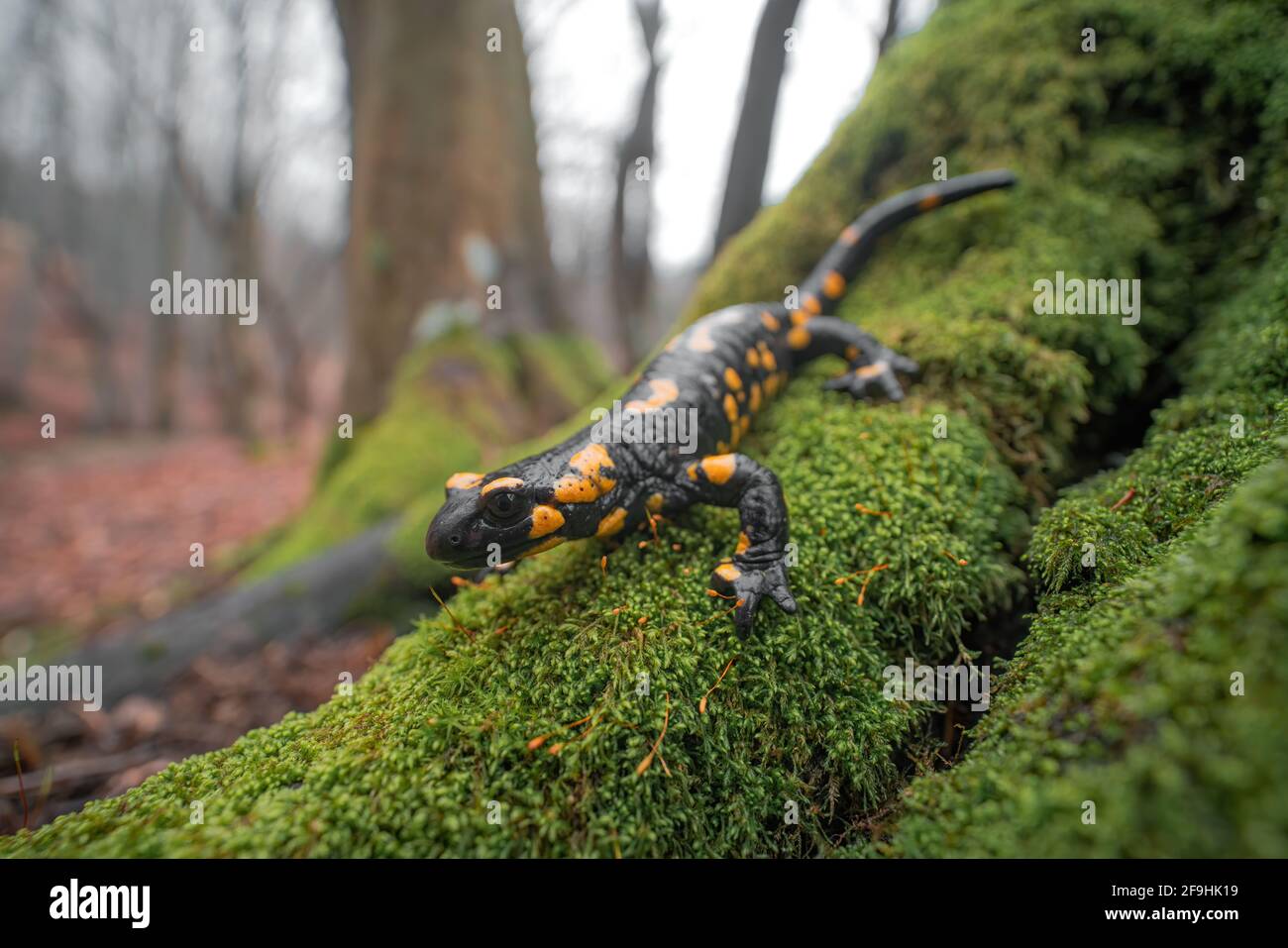 Nahaufnahme des Feuersalamanders (Salamandra salamandra), der auf grünem, nassem Moos sitzt. Wald im Hintergrund. Geringe Schärfentiefe Stockfoto