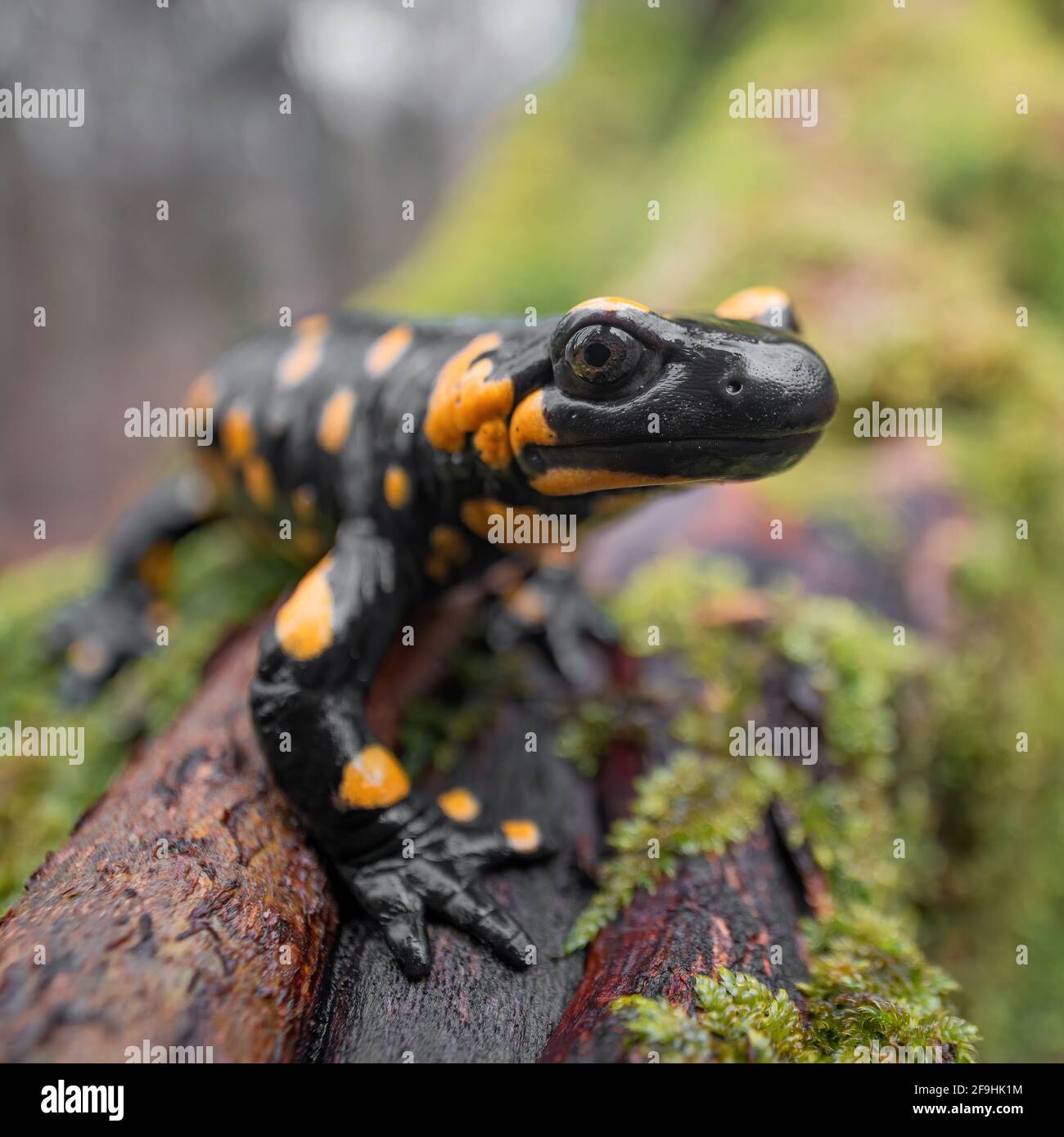 Nahaufnahme des Feuersalamanders (Salamandra salamandra), der auf einem feuchten, moosigen Baumzweig sitzt. Wald im Hintergrund. Geringe Tiefe von f Stockfoto