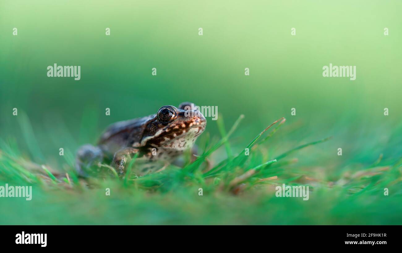 Seitliche Makroaufnahme des Marschfrosches (Pelophylax ridibundus), der im grünen Gras sitzt. Isoliert auf unscharfem Hintergrund Stockfoto