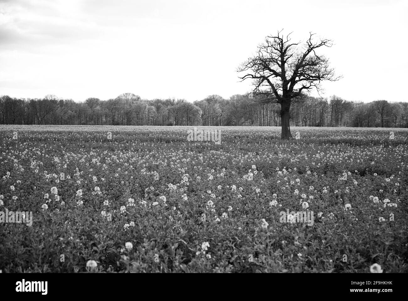 Einige der ländlichen Gebiete Großbritanniens in den Feldern von Knebworth In schwarz-weißer Fine Art Form Stockfoto