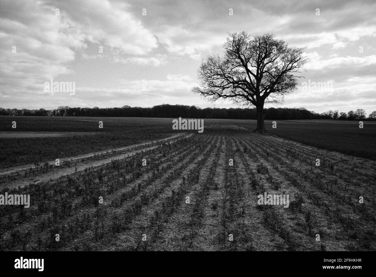 Einige der ländlichen Gebiete Großbritanniens in den Feldern von Knebworth In schwarz-weißer Fine Art Form Stockfoto