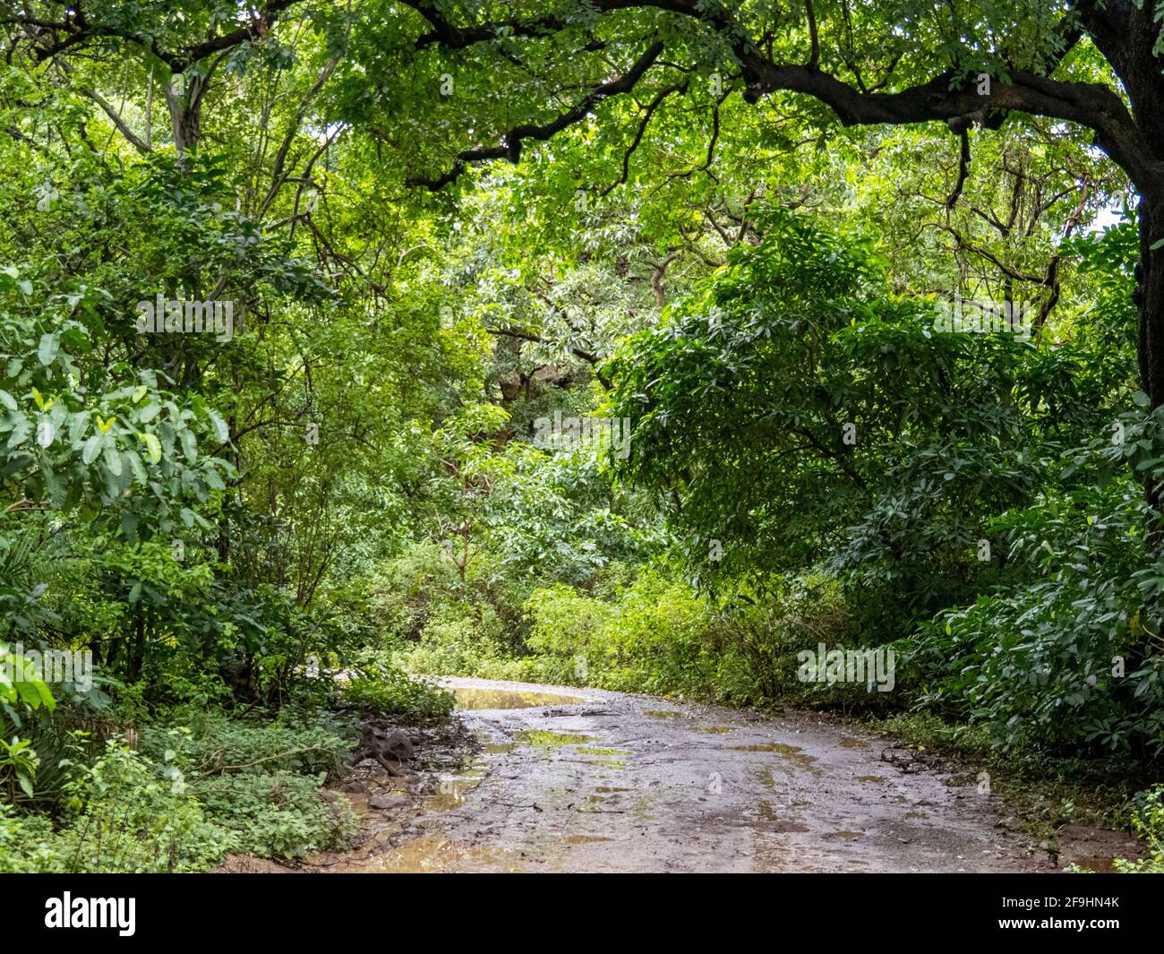 Lake Manyara, Tansania, Afrika - 2. März 2020: Straße durch den Lake Maynara Stockfoto