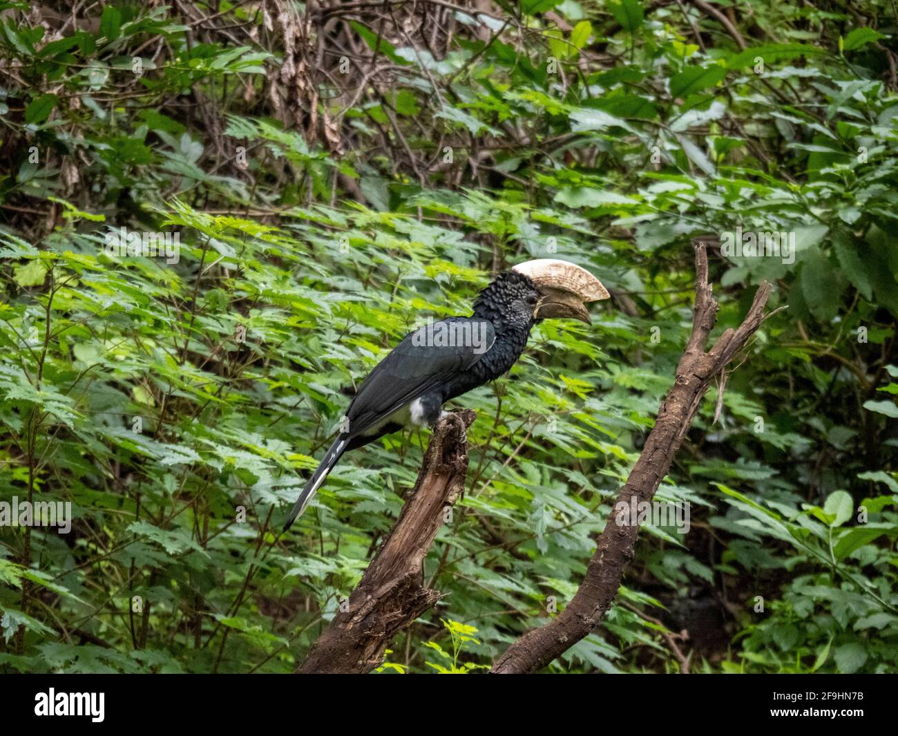 Lake Manyara, Tansania, Afrika - 2. März 2020: Silberwabenhörner auf dem Ast Stockfoto