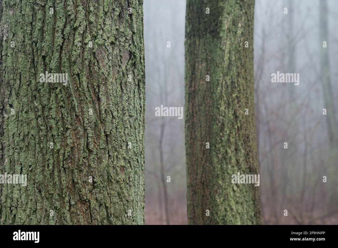 Alte Eichen in nebliger Waldnähe Stockfoto