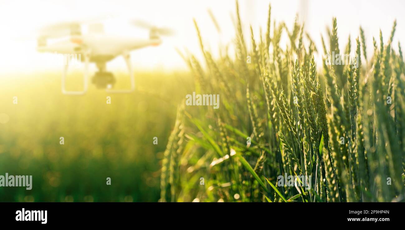 Weizenohren aus nächster Nähe. Im Hintergrund verschwommene Drohne. Smart Farming-Konzept Stockfoto