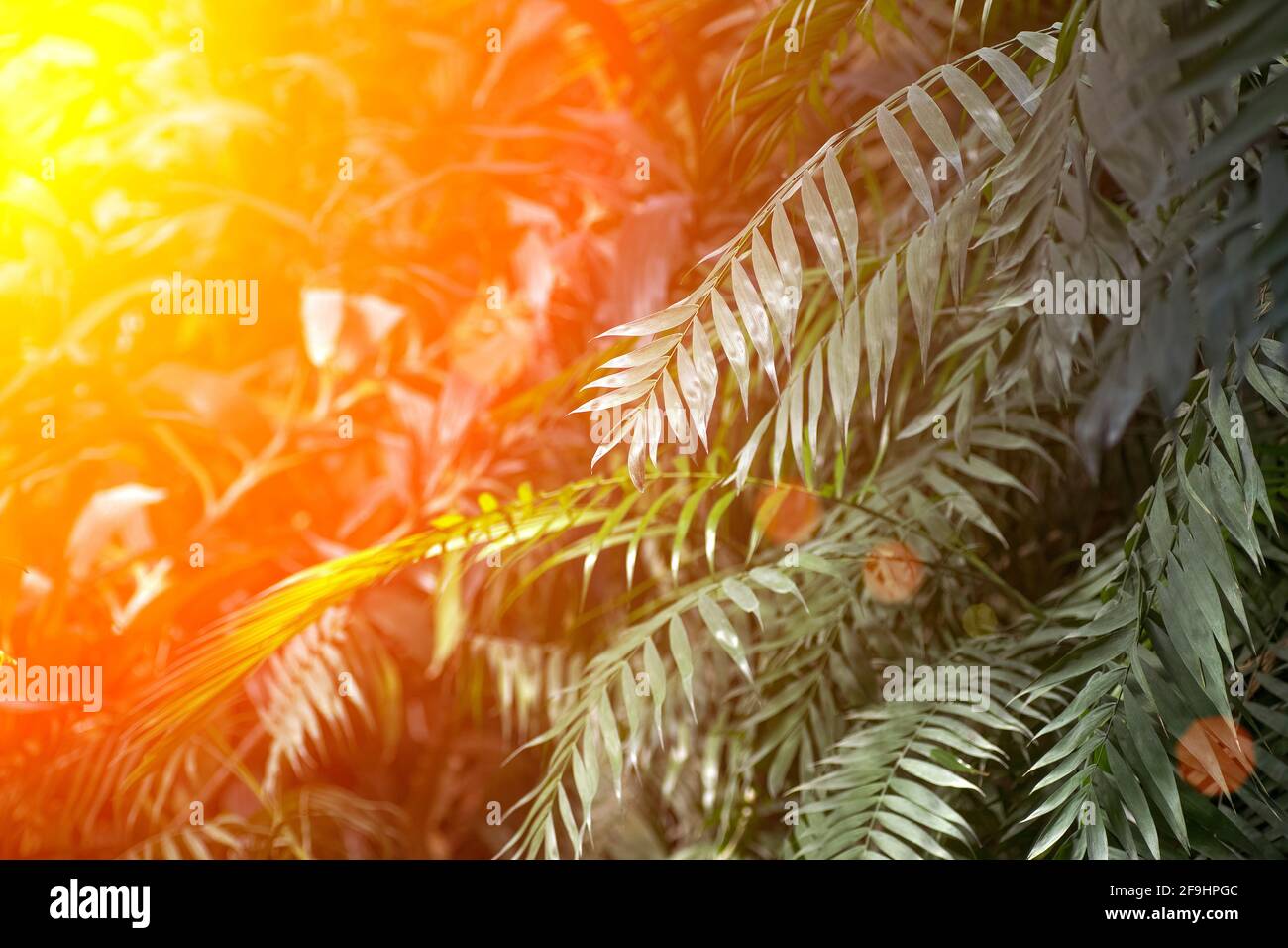Leowefowa Fotohintergrund Wald Dschungel, 3x2,4 M, Tropischer Regenwald Design