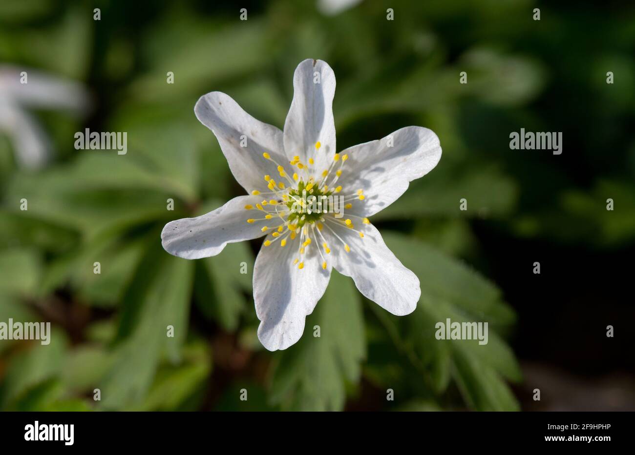 Schöne weiße Blume von Holzanemone Stockfoto