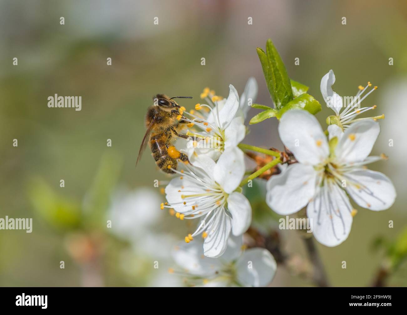 Honigbiene und Damson Blume. Stockfoto