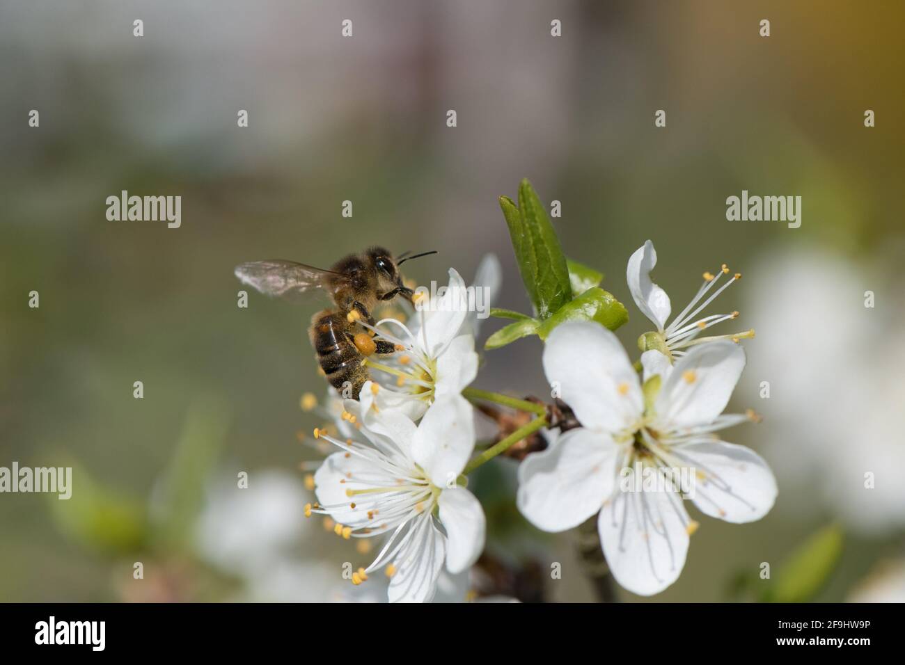Honigbiene und Damson Blume. Stockfoto