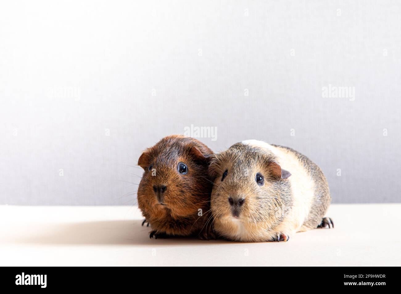 Schönes Meerschweinchen, das die Kamera anstarrt und posiert. Inländisches Meerschweinchen Stockfoto