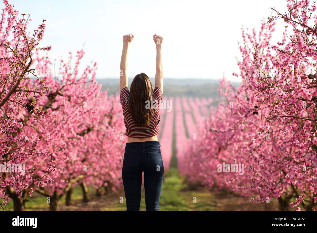 Rückansicht einer aufgeregten Frau, die den Frühling feiert und die Arme hebt In einem rosa Blumenfeld Stockfoto
