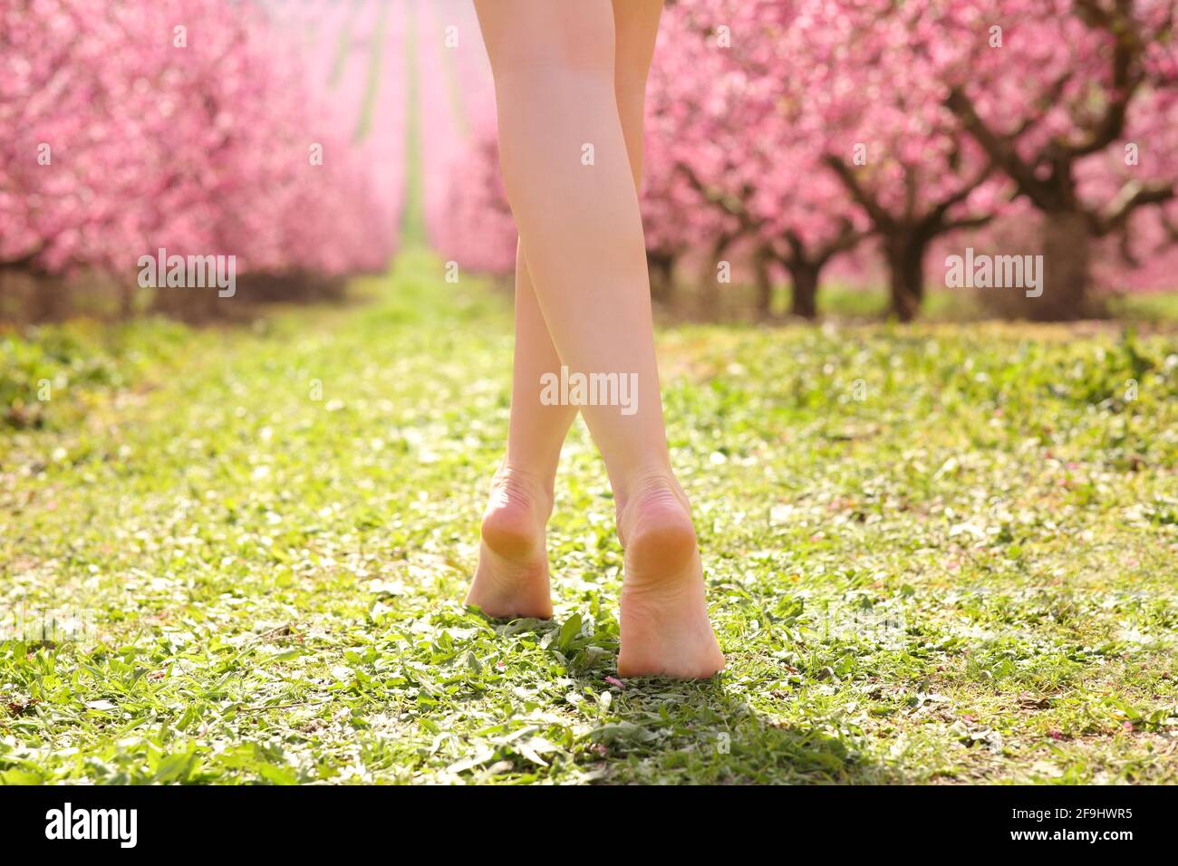 Rückansicht Porträt einer schönen Frau mit gewachsten Beinen beim Gehen In der Frühjahrssaison auf einem rosa blühenden Feld Stockfoto