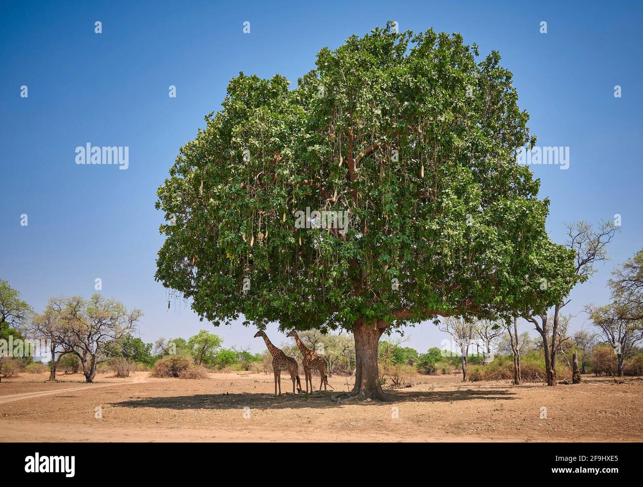 Thornicrofts Giraffe oder rhodesische Giraffe (Giraffa camelopardalis thornicrofti) stehen unter dem riesigen Wurstbaum (Kigelia africana). South Luangwa National Park, Mfuwe, Sambia, Afrika Stockfoto