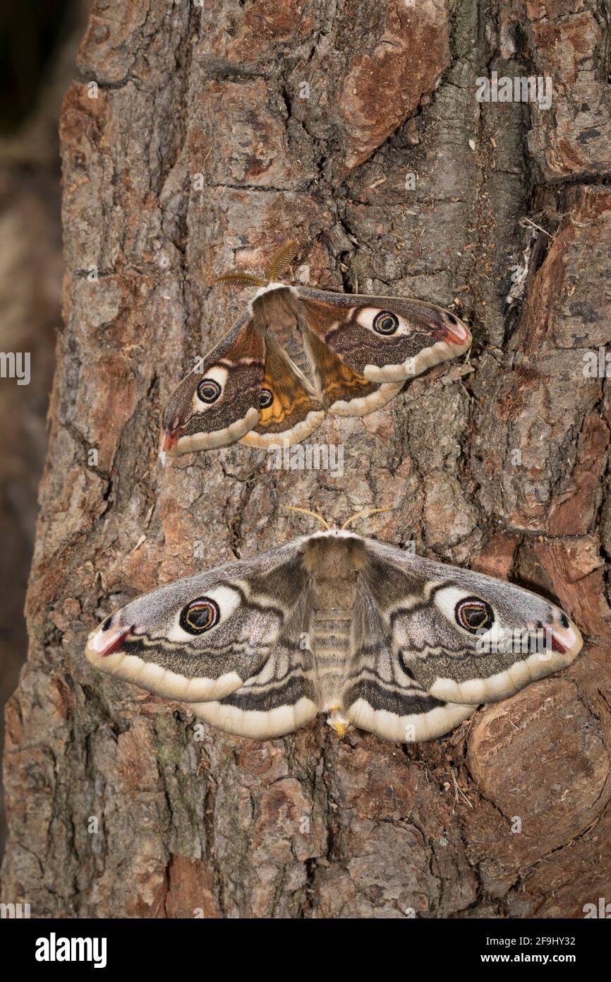 Kleine Kaisermote (Saturnia pavonia). Paar auf Rinde. Deutschland Stockfoto