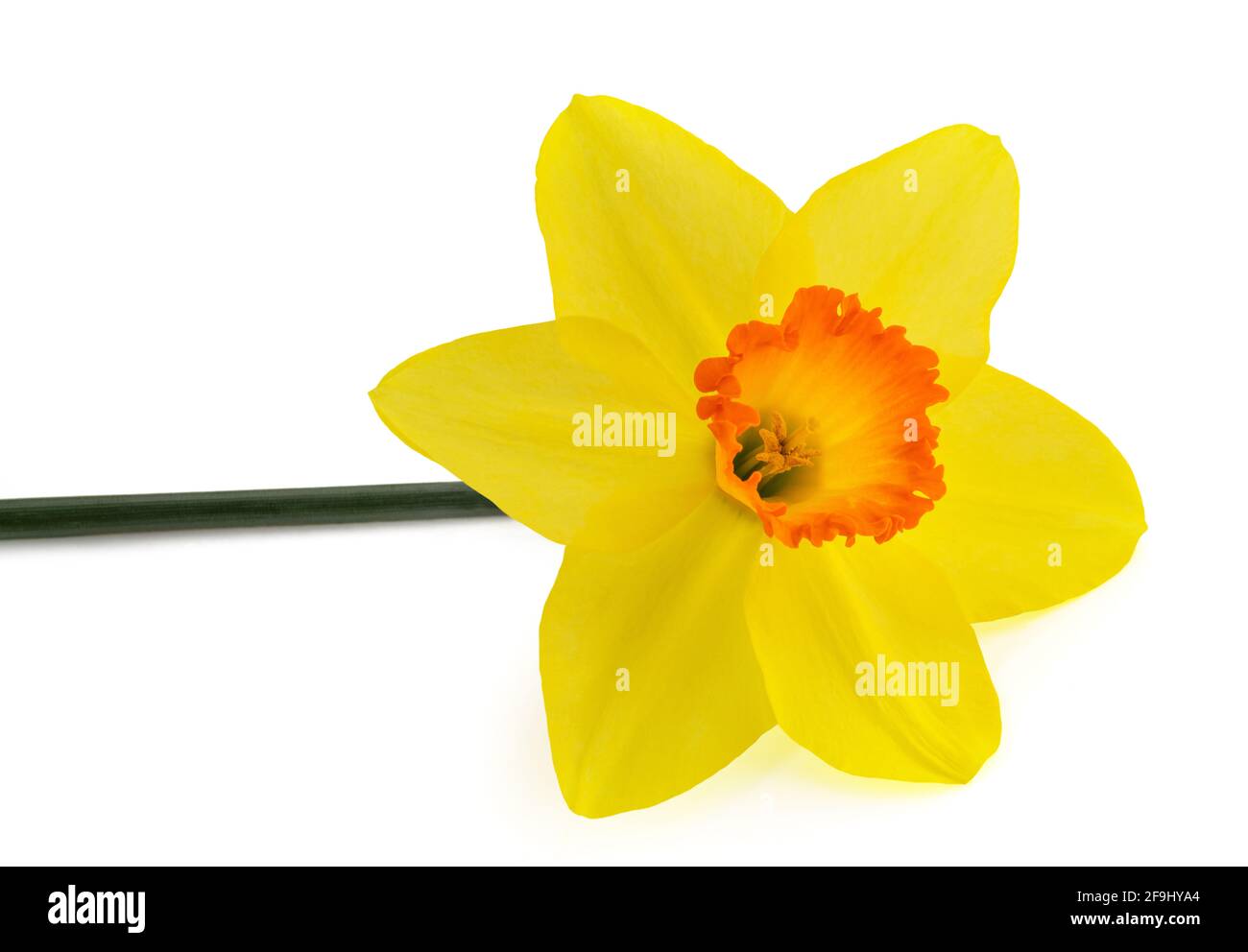 Gelbe Daffodil Blume isoliert auf weißem Hintergrund Stockfoto