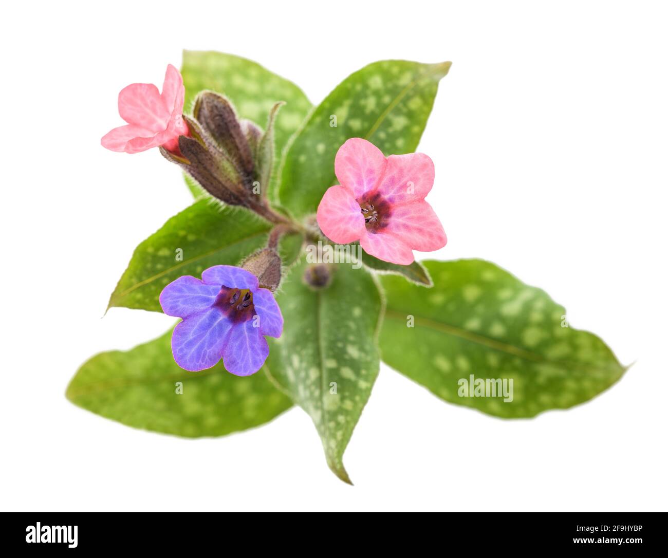 Gewöhnliches Lungenkraut (Pulmonaria officinalis) isoliert auf Weiß Stockfoto