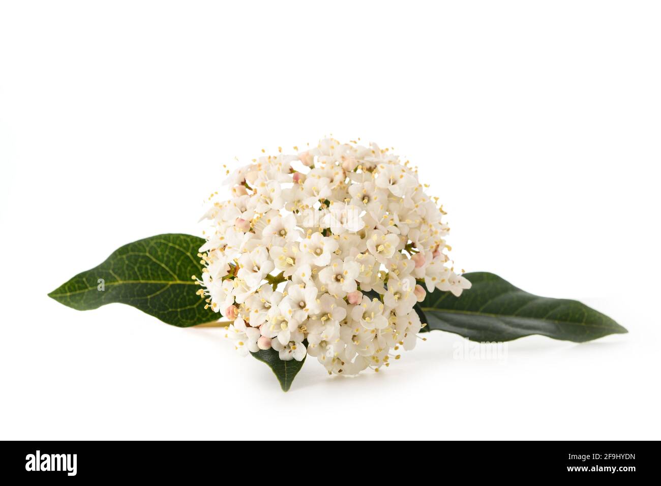 Laurestine Blüten (Viburnum tinus) isoliert auf weißem Hintergrund Stockfoto