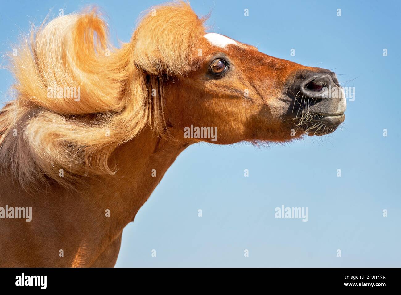 Miniatur Shetland Pony. Porträt eines Erwachsenen aus Kastanie, der versucht, Insekten durch Schalen abzuwehren. Deutschland Stockfoto